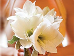 Amaryllis flower means determination. These unique and elegant flowers are a great choice for weddin